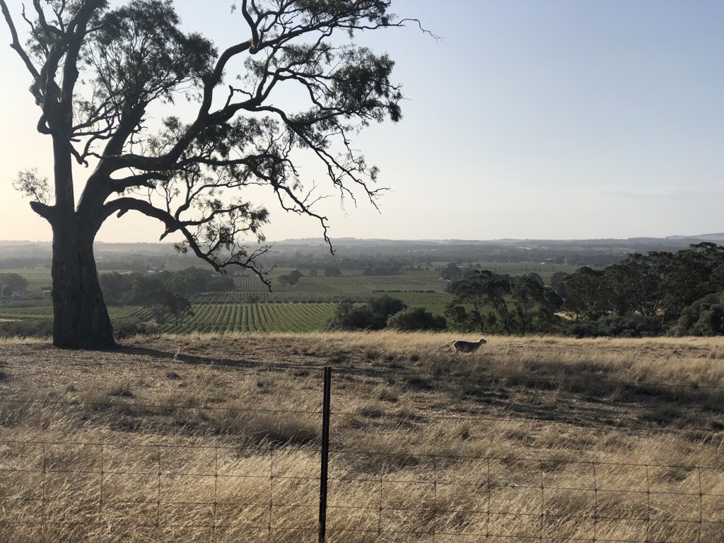 tennis-tourist-angaston-australia-teri-church