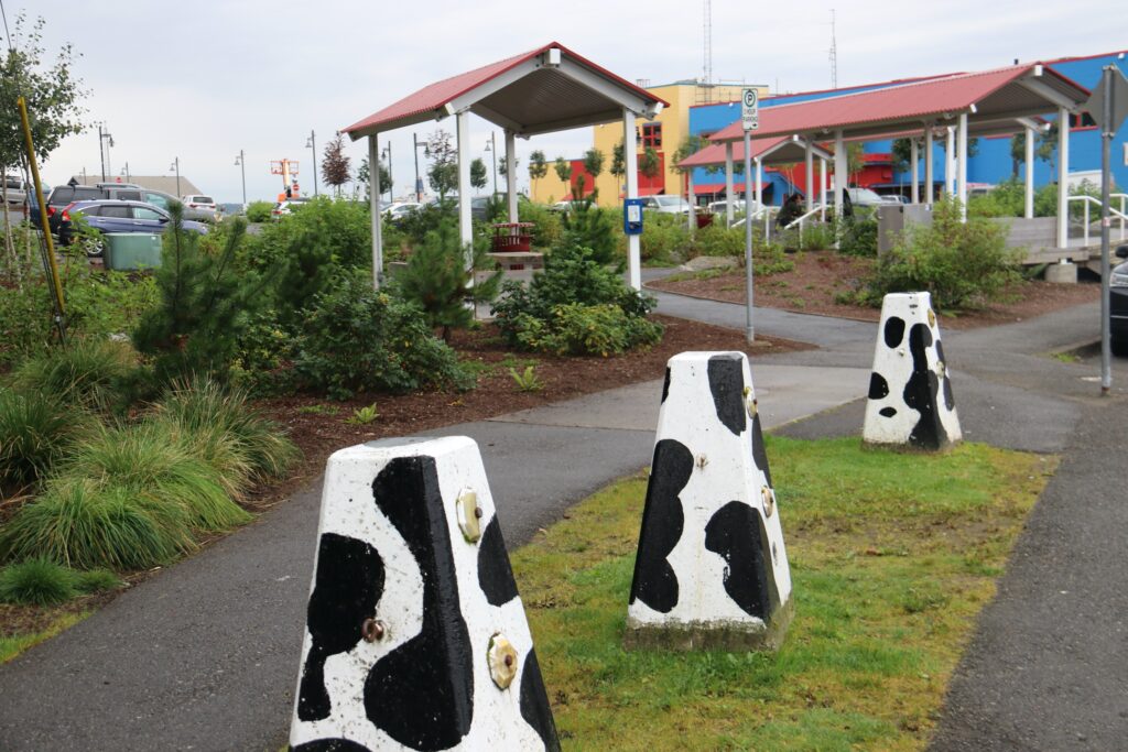 tennis tourist prince rupert bc cow decor teri church