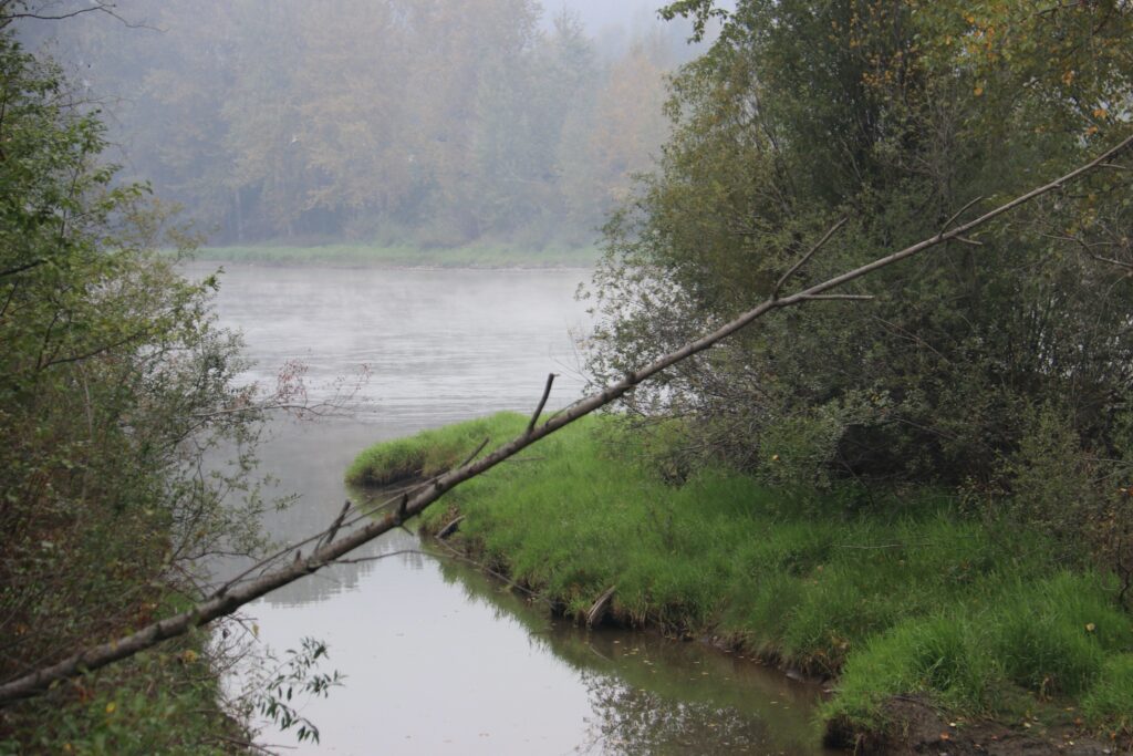 tennis tourist prince george bc river fallen tree