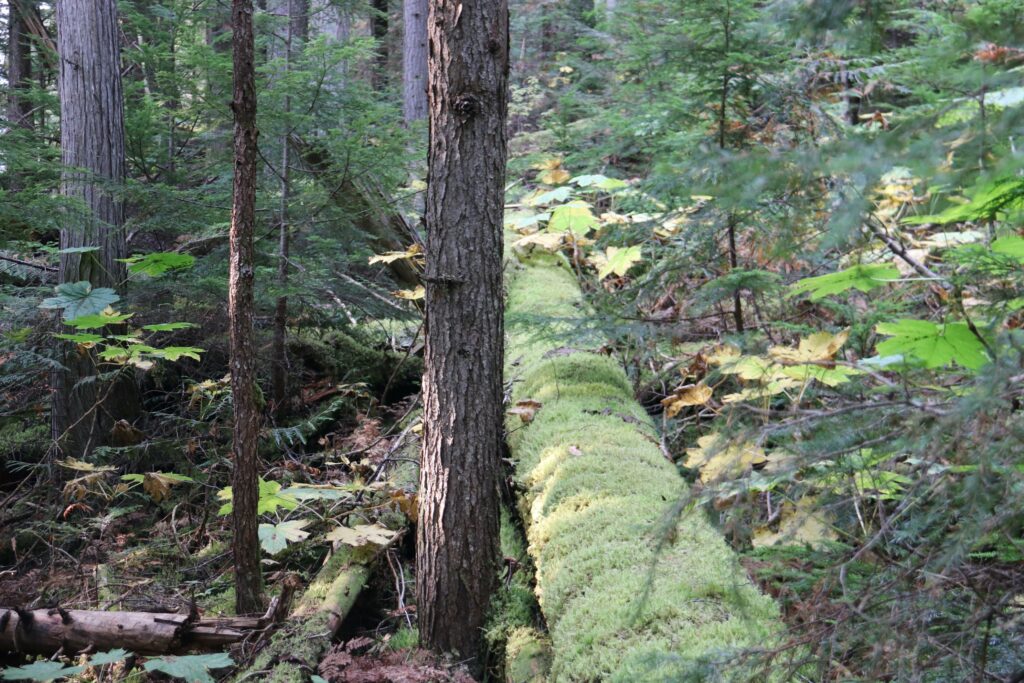 tennis tourist valemount bc mount robson tree logs