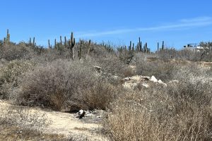 tennis-tourist-cabo-del-mar-cabo-san-lucas-sports-center-desert-plants